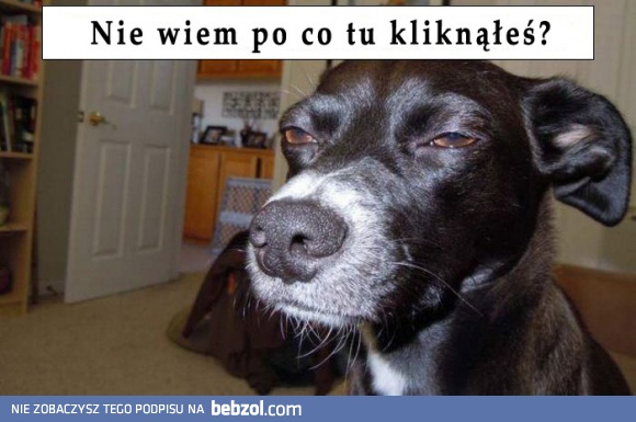 Czego tu szukasz?