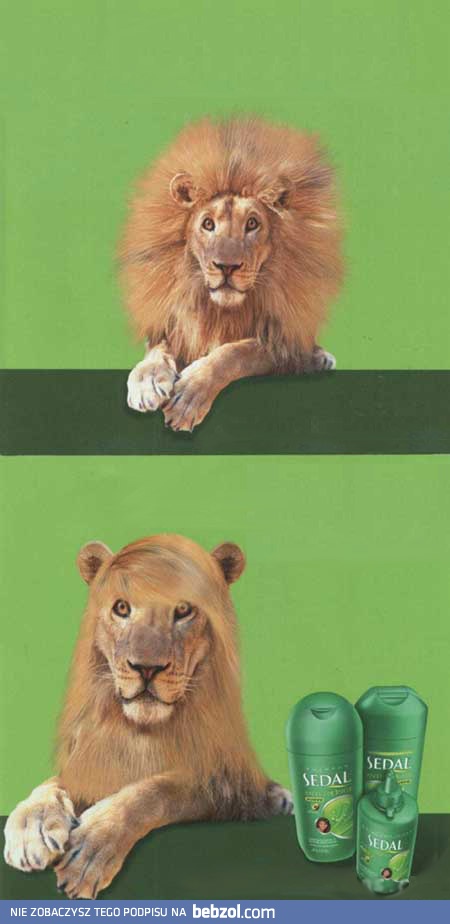 A Ty czego używasz do włosów?