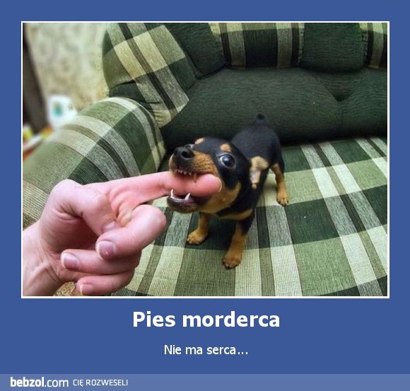Pies morderca