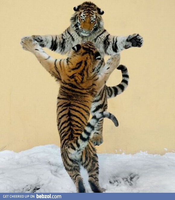 Come at me bro