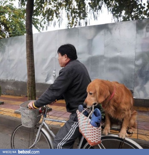 Najlepszy przyjaciel człowieka