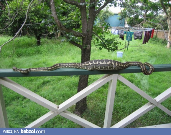 Kochanie nie widziałaś naszego kota?