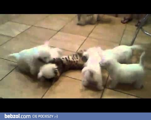 Atak krwiożerczych bestii