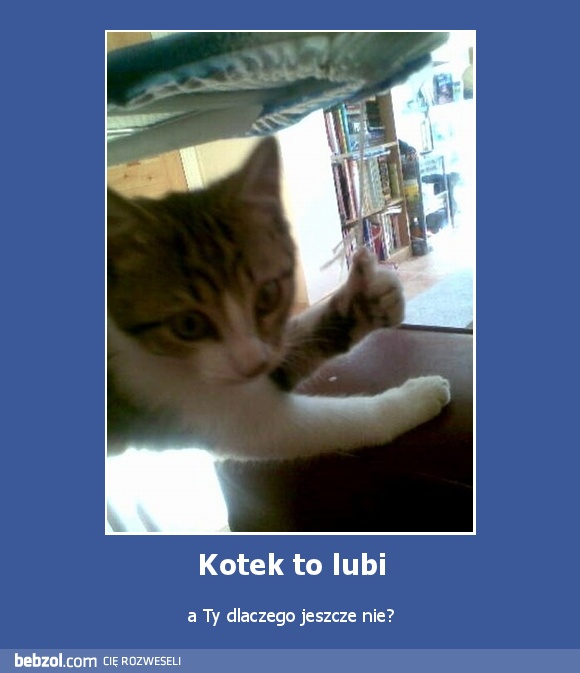 Kotek to lubi