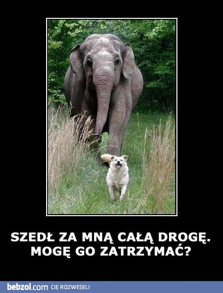 Mogę go zatrzymać?