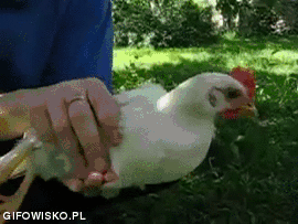 Kura ze stabilizatorem