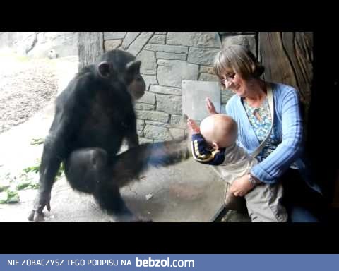 Szympans próbuje uderzyć dziecko