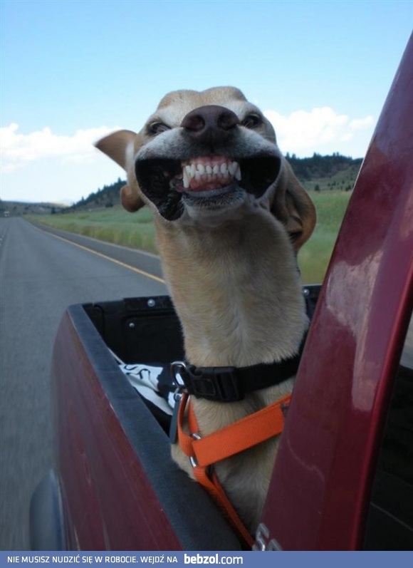 Wygląda na zadowolonego