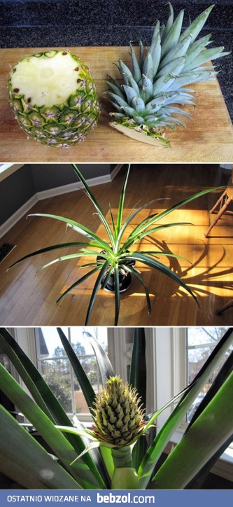 Jak wyhodować ananasa?