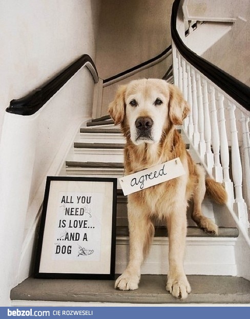 Wszystko, czego potrzebujesz