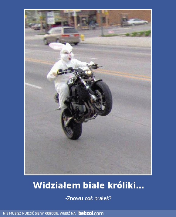 Widziałem białe króliki...