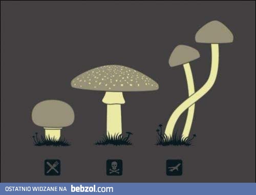 5 sekundowy przewodnik po grzybach