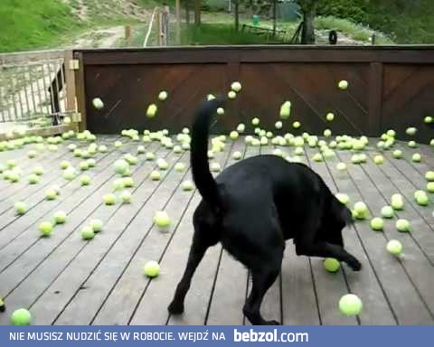 Jak uszczęśliwić psa?