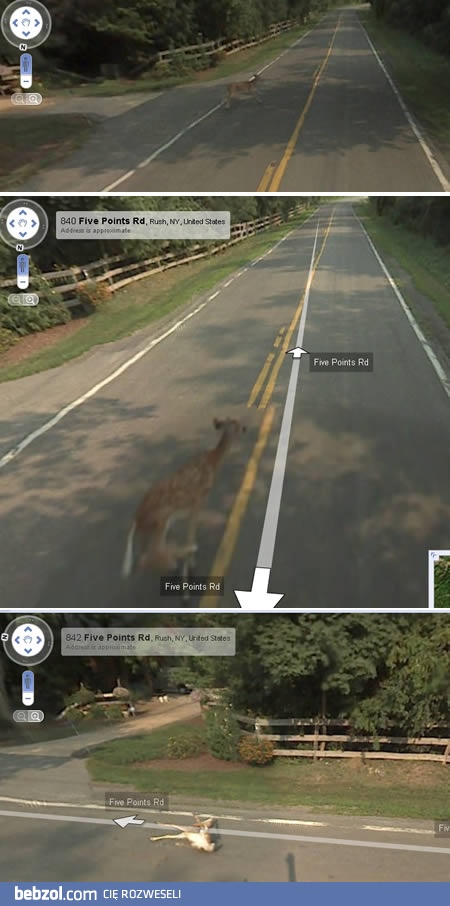 To samochód GoogleMaps zabił Bambi!