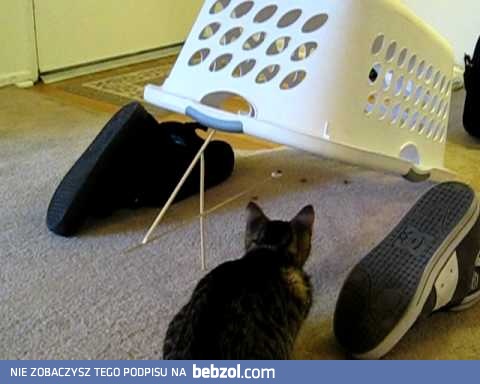 Złapałem kotecka!