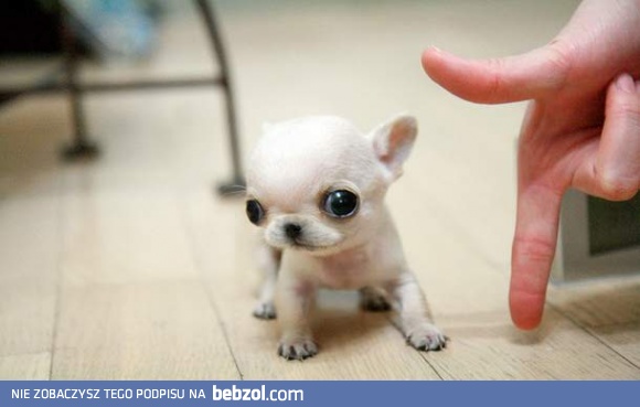 Bestia w wersji mini