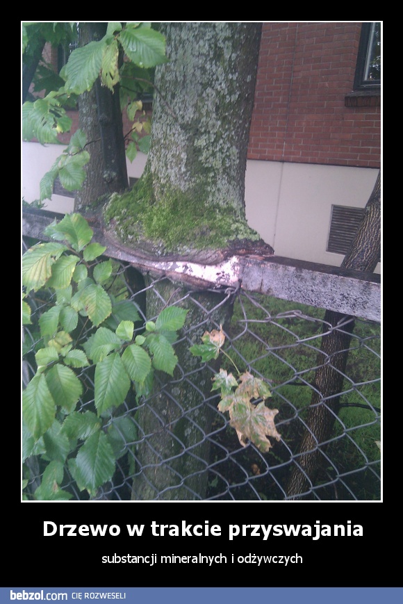 Drzewo w trakcie przyswajania