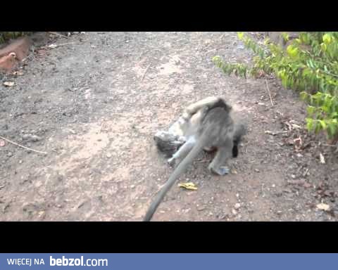 Baby Monkey fighting with a cat