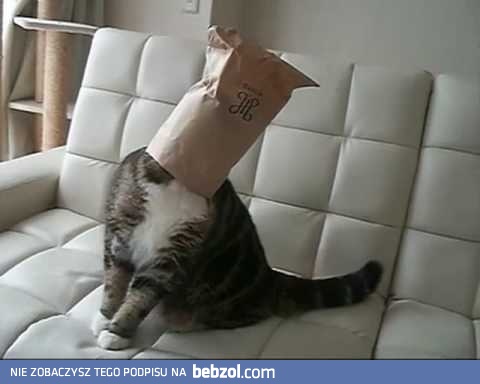 Maru - najdziwniejszy kot na świecie