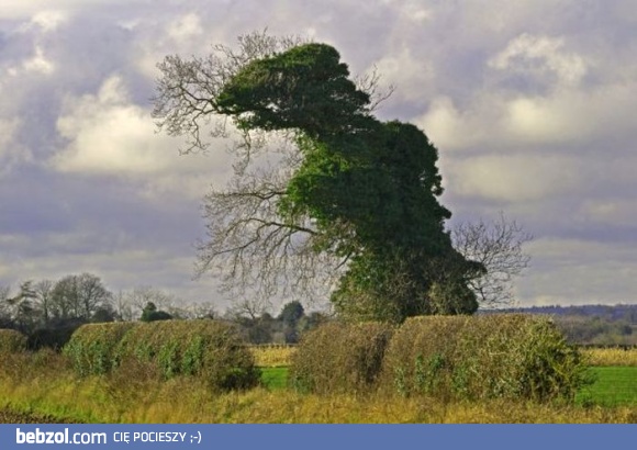 Co dostrzega Wasza wyobraźnia?