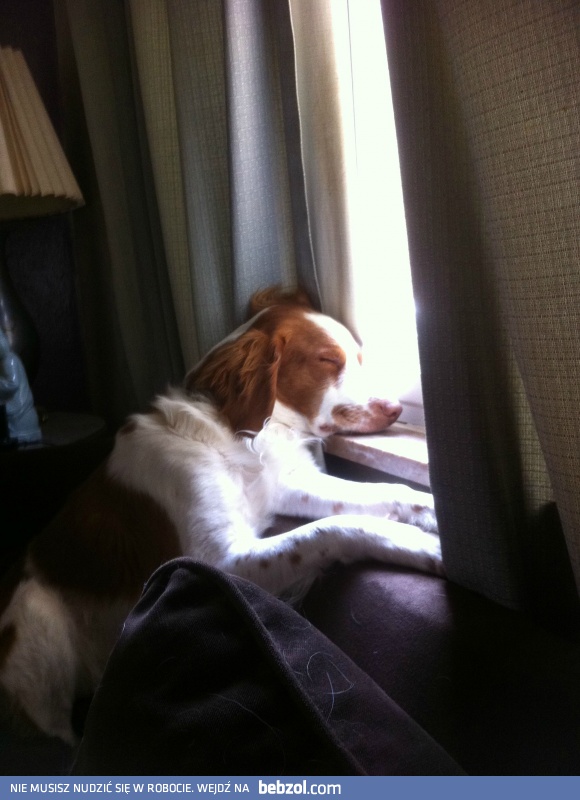 Kimnął w oczekiwaniu na pana