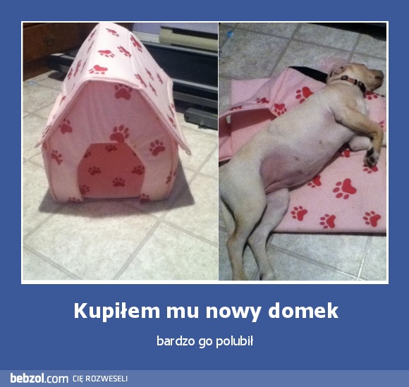 Kupiłem mu nowy domek