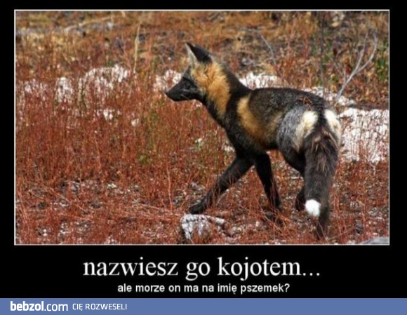 Nazwiesz go kojotem