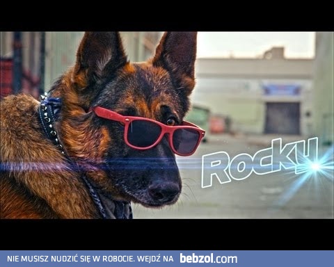 Rocky - bohaterski piesek