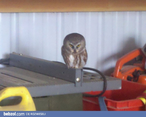 Ja się boję podchodzić...