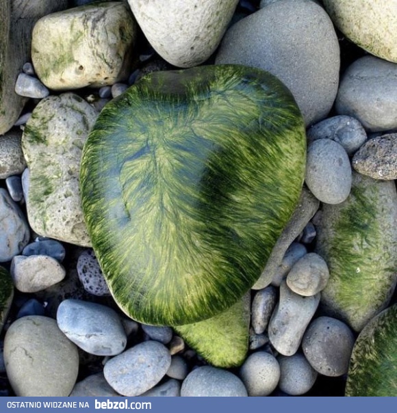 Kamień nosi tupecik?!