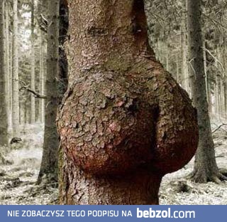 Obczajcie te kształty!