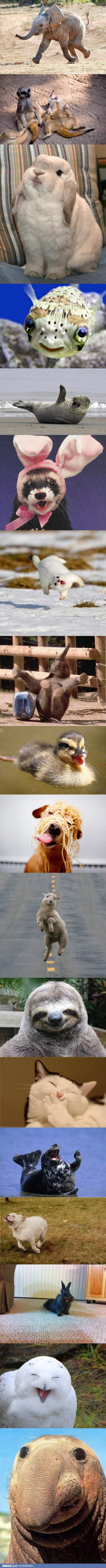 Szczęśliwe zwierzaki