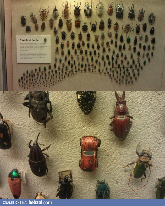 niesamowity okaz żuczka