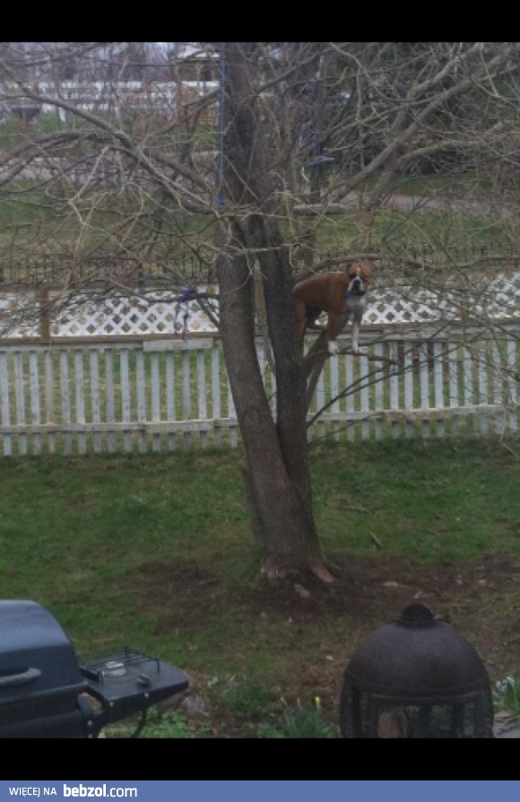 Wystraszył się złego pana