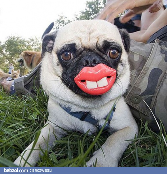 Co tak szczerzysz kły?