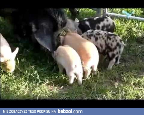 Nieodpowiedzialna mama - maciora