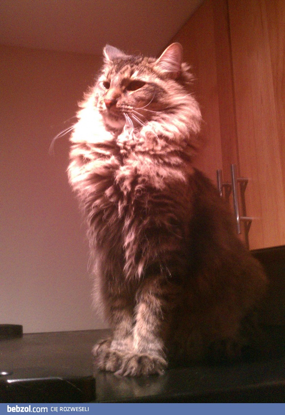 Król może być tylko jeden