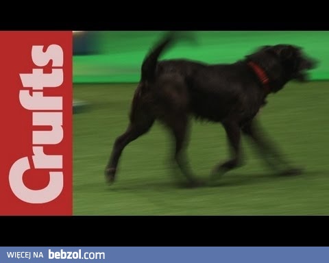 A jednak to zwykły piesek