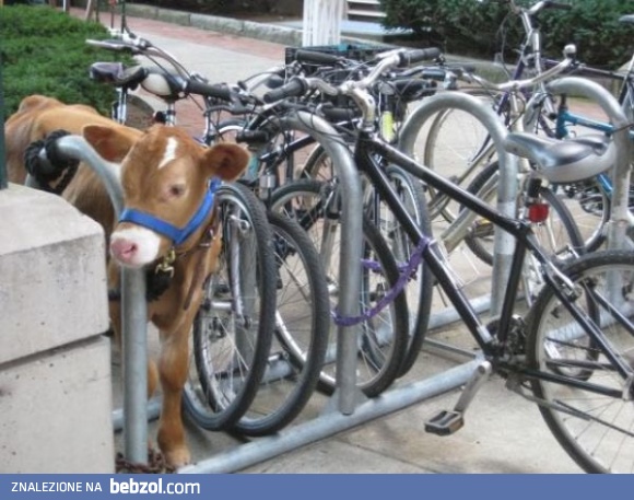 Przepraszam Pana krower narobił na chodnik...