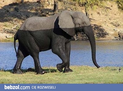 Kiedyś chciałem zostać zebrą, ale nie wyszło...