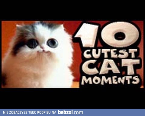 10 najsłodszych scen z kociakami