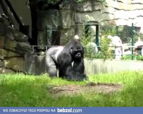 Goryl robi sobie jaja w zoo