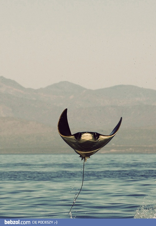 Bo pływanie jest nudne