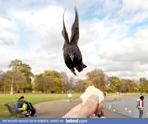 Też lubisz karmić ptaszki w parku?