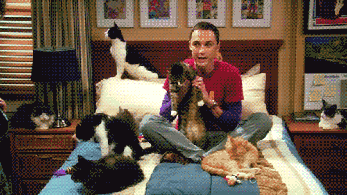 Sheldon z kociakami