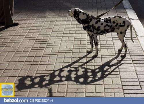 Przeciętny dalmatyńczyk