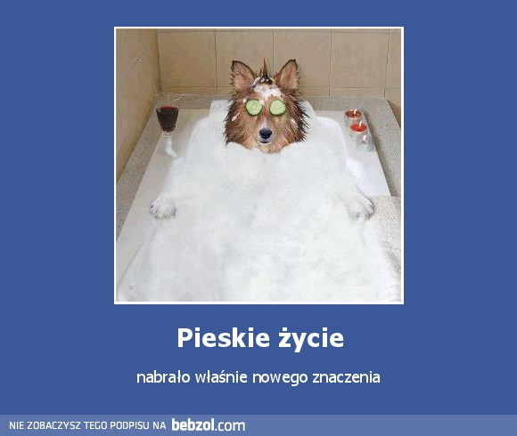 Pieskie życie