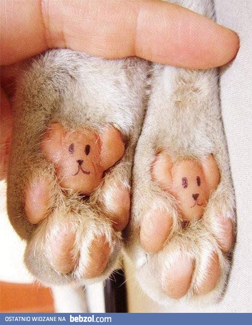 Misie czy kocie łapki?!