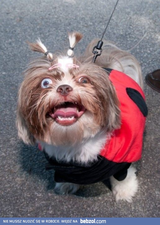 Odrobina szaleństwa nikomu nie zaszkodziła...