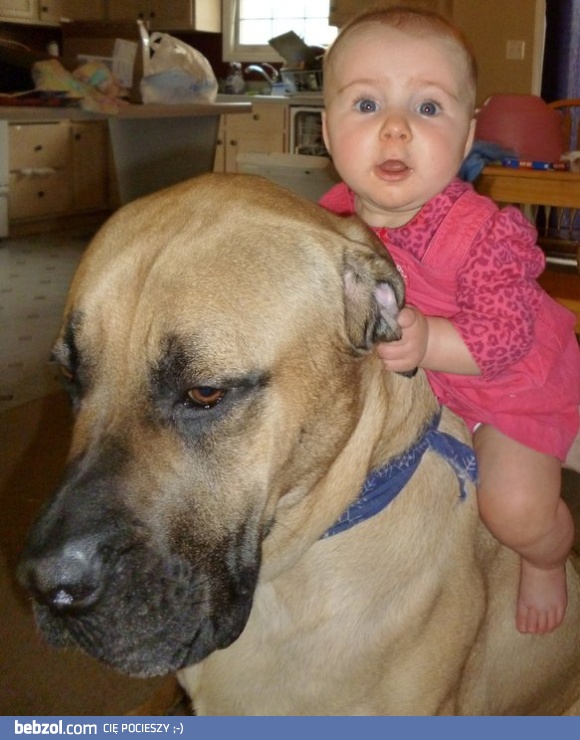 Dziś straciłem psa, ewoluował w rumaka